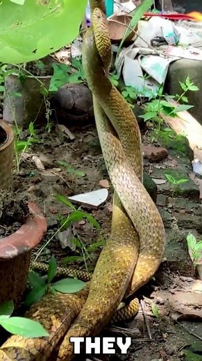 Rare Footage: Indian Rat Snakes Mating 🐍 | Non-Venomous Dhaman Snake | Real Wildlife Shorts