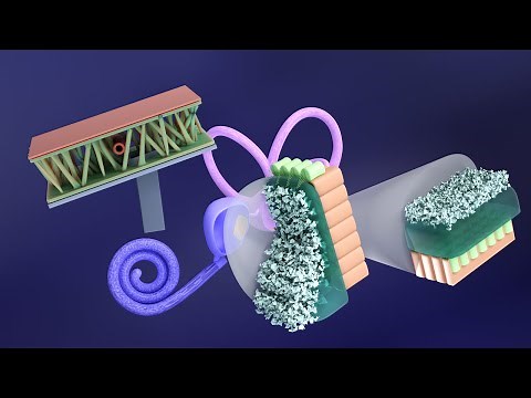 3D Embryology of Ear Part 2: Internal Ear Histogenesis of Utricle and Saccule - Perilymphatic Duct