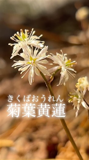 菊葉黄蓮 キクバオウレン