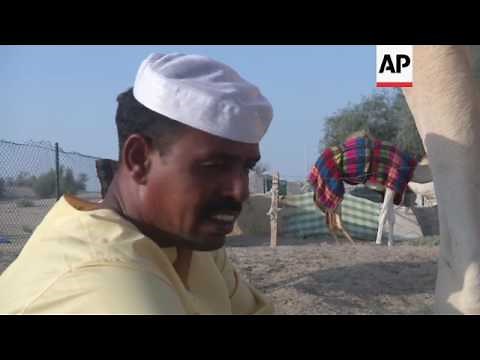 Behind the scenes at top camel breeding farm