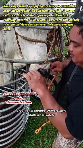 Traditional Method Of Piercing A Bulls Nose Safely