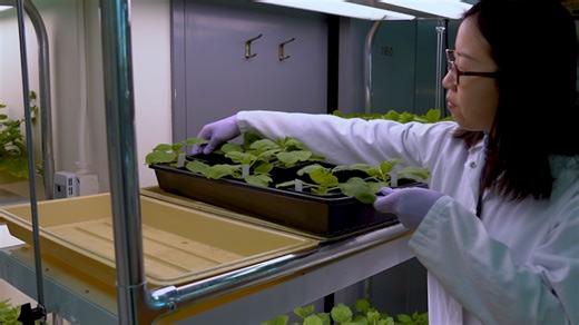 TurboID-Based Proximity Labeling for In Planta Identification of Protein-Protein Interaction Networks