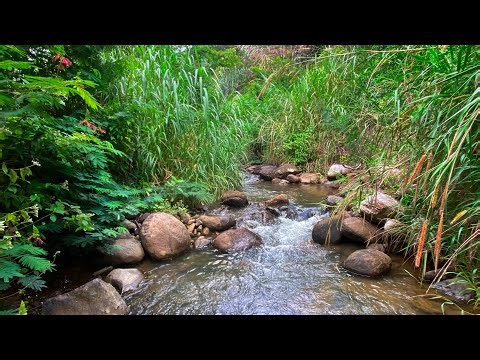 Relieve Stress & Sleep in Minutes with Gentle Water Sounds in a Tranquil Stream Surrounded by Bushes