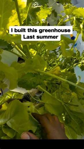 1M views · 20K reactions | I can't believe I built  this greenhouse this summer using Vego Greenhouse and now I am growing using Tower Gardens. I have so much gratitude for this  Ask me questions and I will point you in the right direction   | Turnip Vegan | Facebook