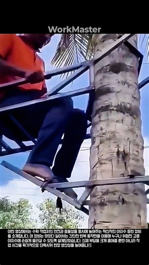 작업 효율 극대화! 앉았다 일어서는 방식의 야자수 등반 장비 원리 #work #process #safety #machinery #nature