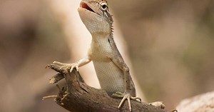 Quelle est la différence entre un lézard et un gecko ?