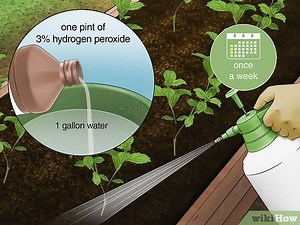 Can I water my plants with hydrogen peroxide every week? [2025] | QAQooking.wiki