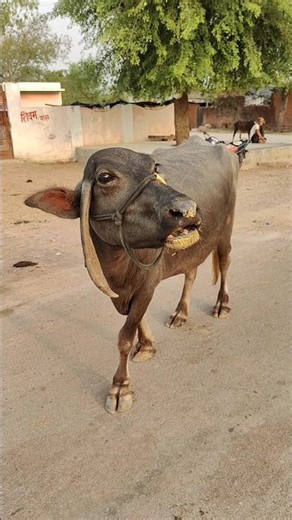 Real Buffalo Voice in the Morning – Nature Sound That Feels Alive!