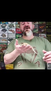 African Fire Skink #fireskink #africanfireskink #leptothyris #riopa #skink #Lizard #reptile | Snakes 'N' Adders