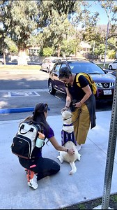 5.3K views · 91 reactions | Service dogs don’t just assist—they help...