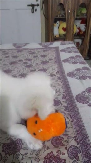 Shinu papa plying with the flute 💞 #bollywood #love #doglife #dogshorts #dog #song #dogvideos