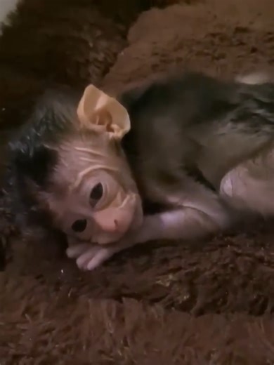 Funny Baby Monkey Moments That Will Make You Laugh