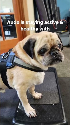 Pug Life: Degenerative Myelopathy & Extending Functionality | Christin Finn DVM | Kingston, WA