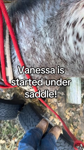 1.6K views · 79 reactions | This filly is seriously COOOL  Going to make one serious athlete. Barrels, Roping, Mounted Shooting, Rodeo - here is your next project! #aphc #appaloosa #topwindprospects #coltstarting #oklahomahorses #horsetraining #ranchlife | Topwind Ranch | Facebook