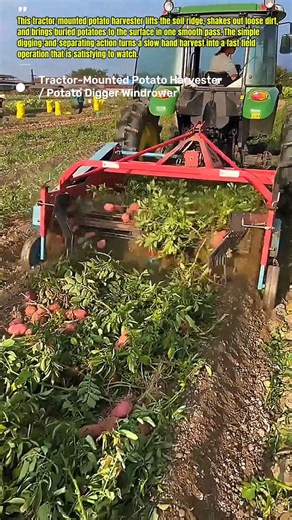Potato Harvester Pulls Spuds From Soil Fast #Farming #Agriculture #USA