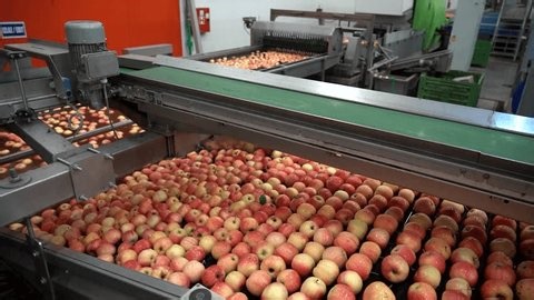 clip-3988543197-automated-apple-processing-line---washing-cleaning