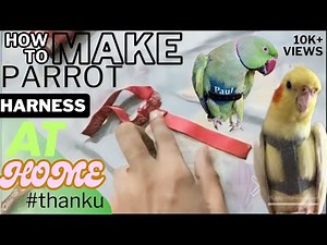 How to made homemade Parrot harness at home in 5 easy steps.it will definitely saves your 1500-2200₹