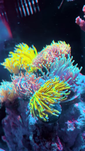 Definitely my favorite coral of all time 🔥🔥🔥🪸🪸🐠🐠#clownfish #innovatedmarine #nano #20gallontank #allforreef #radiong6 #sps #selfdiscipline #reeftank #reefergang #saltlife #followme #starttofinish #pussinboots #gottagoflamingo