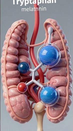 Mange une banane avant de dormir… ton corps te remerciera