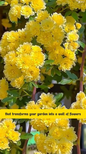 The Magic Climbing Plant That Turns Your Garden In | Dodo Garden