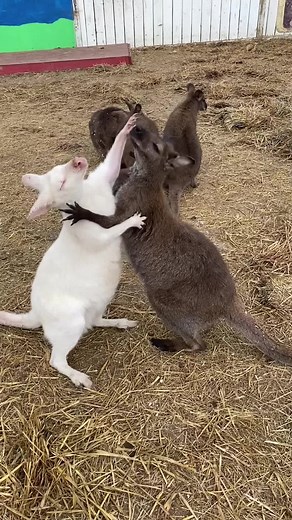 Kangaroo Mating Rituals: The Fight for Dominance