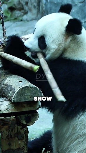 Why Pandas Aren’t One Color?