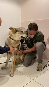 1.3M views · 10K reactions | Ce n'est pas tous les jours qu'un Chien-loup tchécoslovaque nous fait un bisou  Prenez rendez-vous sur :  www.familyvets.fr  01.70.08.64.00 | Sevetys | Facebook