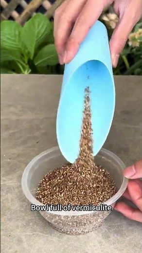 christmas cactus rooting tips #christmascactus #rootingplants #plantpropagation