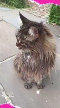 Maine Coon Chirp and Trill