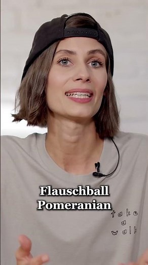 Der perfekte Familienhund // Labradoodle, Goldendoodle, Aussiedoodle, .. // #shorts // hundplusherz