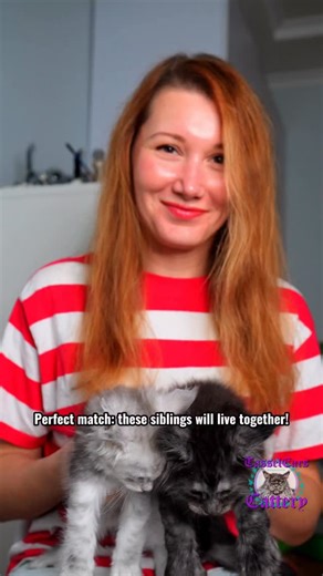 The perfect match? I’d say black and white. Reina’s little ones. #cats_of_instagram #meowmeow #petportrait #mainecoon | Tassel Ears Maine Coon Cattery