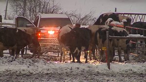 Shaw Farm owner devastated after dairy cows killed in Dracut, Massachusetts, barn collapse