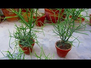 How to Grow & Care for Pencil Cactus Plant | Easy Guide Line