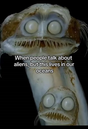 Everyone looks to space for aliens… but some of the strangest creatures on Earth are already hiding in the deep ocean. 🌊👁️ Scientists have explored more of the moon than our own oceans, and every year new deep-sea creatures are discovered that look completely unreal. What else is still down there? 🫥 #oceans #deepsea #alien #creepy #mystery