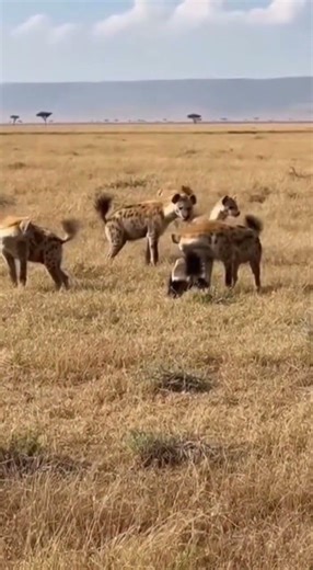 Honey Badger vs Hyenas: Epic Savanna Standoff! #HoneyBadger #Hyena #Wildlife