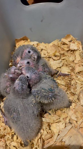 Sweet Green Cheek Conure Chicks  Cheeky Conure & Co 林列✨ #HandRaisedConure #ConureHygiene #CleanAviary #HealthyChicks #ParrotCare #AvianHygiene #BirdBreederLife #CheekyConureAndCo #ParrotHealth #HandFeedingChicks #AviaryCleanliness #SafeForChicks #Birdsofinstagram #Parrotsofinstagram #CleanAndCaring | Cheeky Conure & Co | Facebook