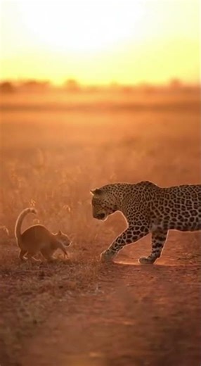 Cat Faces Leopard in Golden Savannah Standoff 🐈✨🐆🌅 #Wildlife #Cinematic