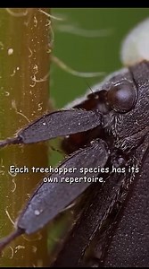Creature of the day: The Treehopper 🦗🦟 Treehoppers (more precisely typical treehoppers to distinguish them from the Aetalionidae) and thorn bugs are members of the family Membracidae, a group of insects related to the cicadas and the leafhoppers. About 3,200 species of treehoppers in over 400 genera are known. They are found on all continents except Antarctica; only five species are known from Europe. Individual treehoppers usually live for only a few months. (Wikipedia) 🎥👇🏽 @nature_24_7_hr