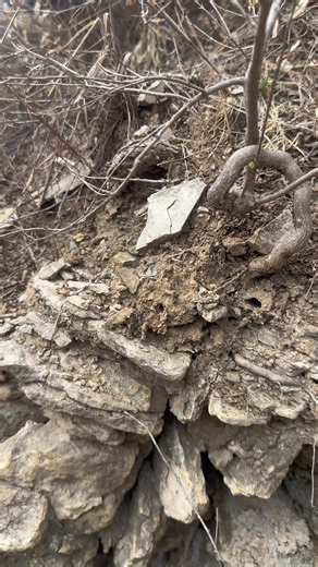 A mini bonsai#bonsai #bonsaitree #bonsaimini #bonsaiart #bonsailovers | bonsai tree