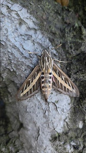 White-lined sphinx moth