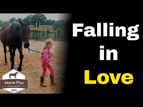 Adoptions Adoptions Adoptions | Horse Shelter Heroes - S6 E36