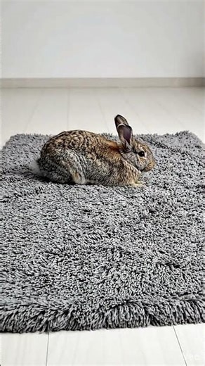 5 Insane Tricks My Rabbit Learned in One Week!