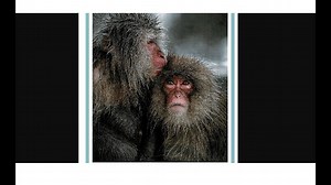 CDC TO PHASE OUT "INVASIVE" MONKEY TESTING AND VIVISECTION