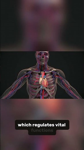 (ch16.2)The Brain | Central Nervous System