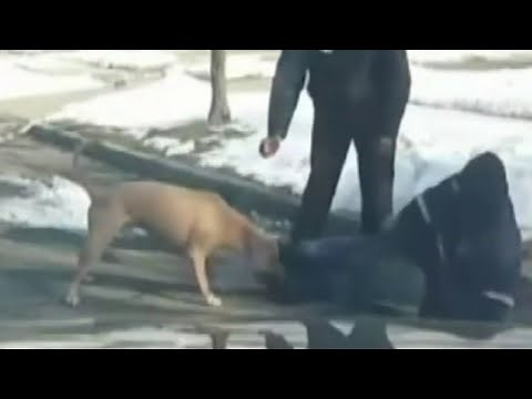 Dog owner speaks after video shows dog attacking mail carrier