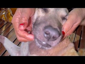 My mother shown How To Remove On Night from my dog