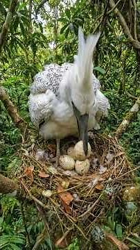 Most Beautiful & Strangest Birds You’ve Never Seen 🦜🤯 #Shorts #birds #rarebirds #beautifulbirds