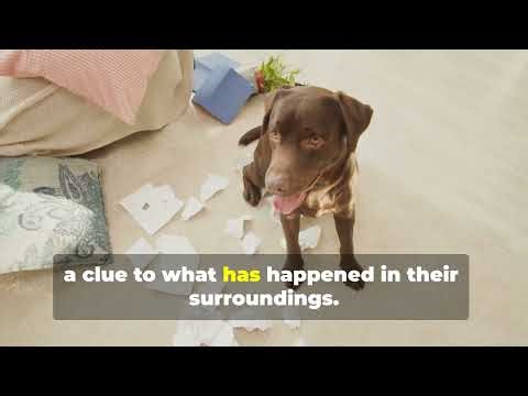 How to Stop Your Dog from Sniffing Everything