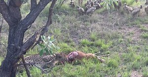 Cheetah Feeding on Pregnant Impala