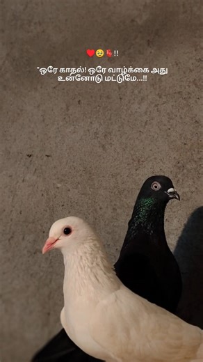 J.s. Kumaran on Instagram: "🤍🖤 combo #pet #pets #anime #overadi #pegions_love😍💞 #pegion #loft #fancypegion #instagrowth #farm #viral #family #love #likeme #follow"